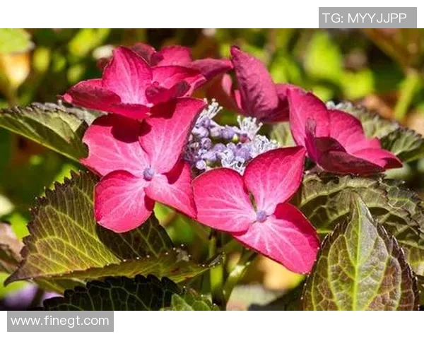 足球场上的魔术师谁才是真正的秀球之王