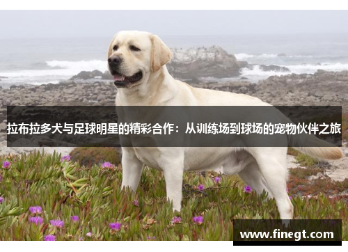拉布拉多犬与足球明星的精彩合作：从训练场到球场的宠物伙伴之旅
